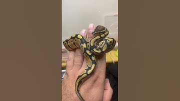 از خواب بیدارش کردم 😂🐍 #مار #ballpython #ballpythonsnake #python #پایتون #pet #حیوان_خانگی #پیتون