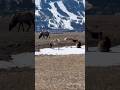 Reminders of Wyoming #elk #outdoors #hunting #wild #viral #mountains