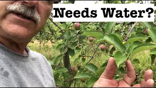 How Apple TREES INDICATE A NEED FOR WATER and inspecting the irrigation system.