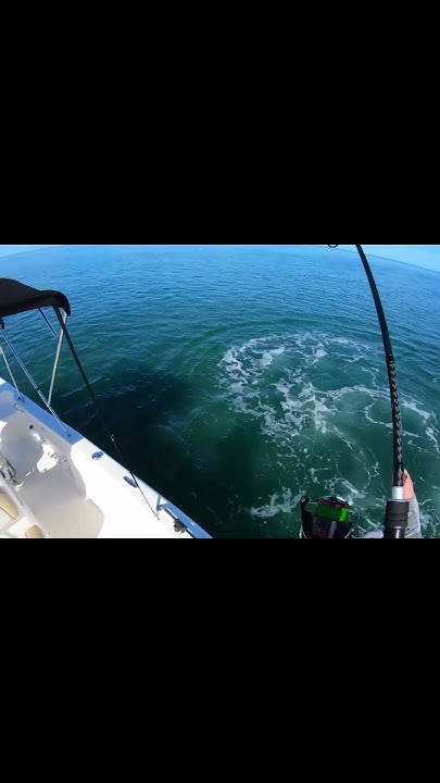 SHARK ATTACK, Florida Keys - YouTube