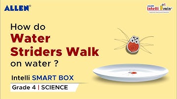 How Water Striders walk on water | Science Activity for Class 4 | ALLEN Intelli SMART Box