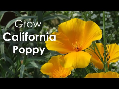 Video: Informace o kalifornském máku – informace o pěstování kalifornských máků