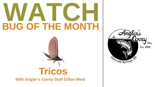 The Tiny Fly That Catches Big Trout Trico Fishing Bug Of The Month