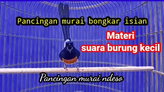 Murai gacor materi isian suara burung kecil