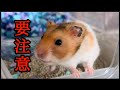 夜中にたまごがまさかの暴走。壁付け給水器に替えたら大誤算だった、たった1つの厄介なデメリット