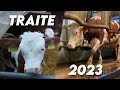 La traite des vaches  la ferme  gruyre aop