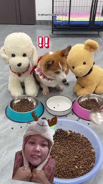 ANJING MARAH TIDAK TERIMA DIKASIH MAKANAN SEDIKIT - rafa bombastis official #shorts