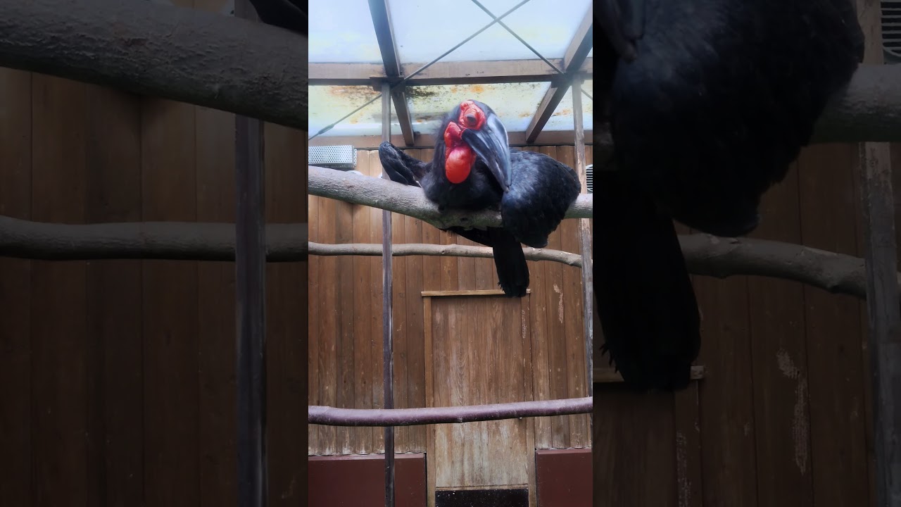 #ミナミジサイチョウ