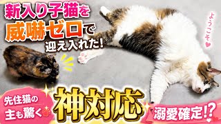 【新入りと先住猫】引っ越してきた保護子猫を威嚇ゼロで迎え入れた！驚く神対応に溺愛確定！？