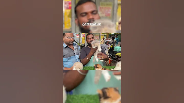 Watch the video about Elegant Persian Cat 🐱 | Softest & Cutest Breed | PetsMarkRJ #petsmark #petsmarkrj #chennai#catshorts