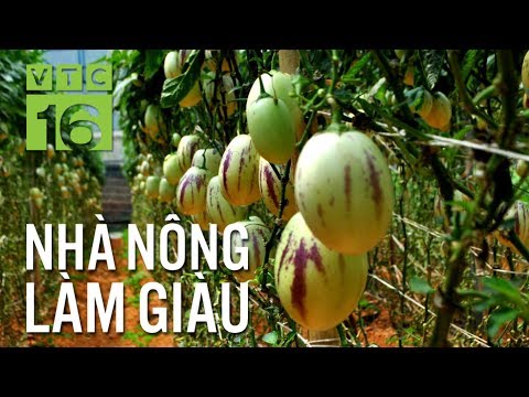 Video Dưa hấu Nam Mỹ giá 60.000 đồng/kg hút khách Việt |... - youtube