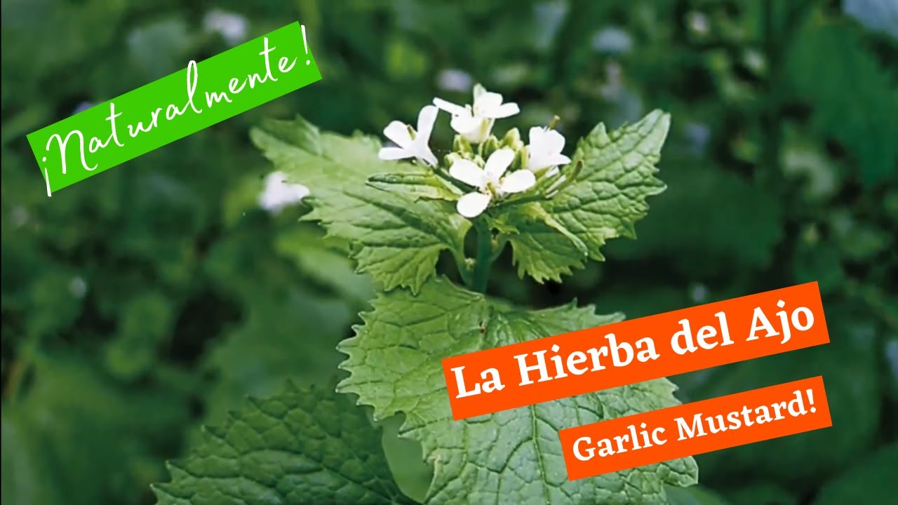 Naturalmente: La Hierba del Ajo (Garlic Mustard!)
