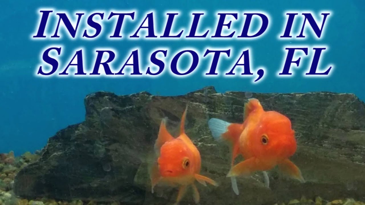 Tropical Fish and Varieties of Coral for a Custom Designed and Installed Fish Tank in Sarasota, FL