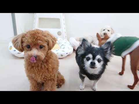 トイプードルのぷうたくんとチワワのふぅ～たさん 🐶ひみつきちなう