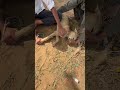 Dog parvo fluid therapy #dogshorts #doggielife #dog #dogvideosforkids #animals