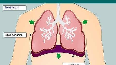 Animation showing normal breathing