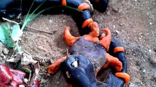 A Dança Da Estrela - Animação Em Minha