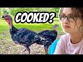 Blackheads KILL Turkeys?!