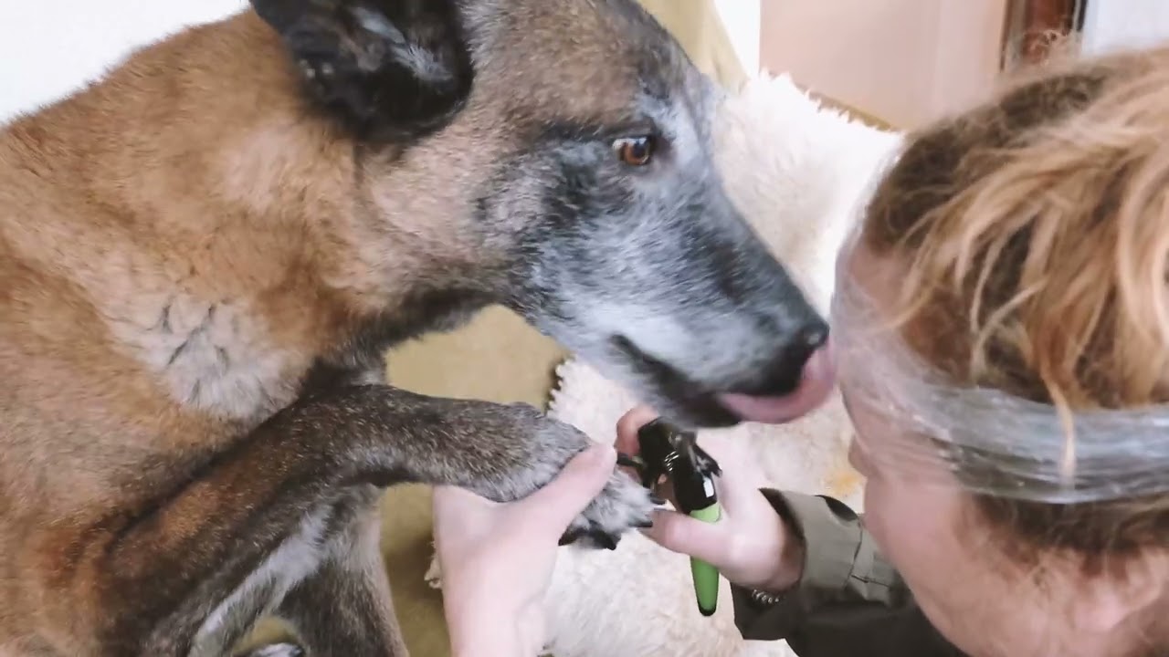 Krallen schneiden beim Hund, Couper les griffes d'un chien