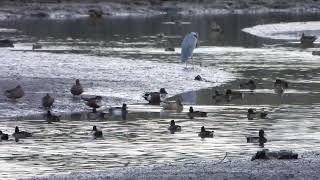 1131113溼地大生態池群水鴨景觀-14琵嘴潛鴨