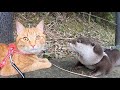 初めての散歩に興奮しまくる猫！ cat excited first walk!