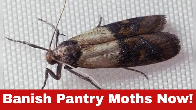 How I Finally Got Rid of Pantry Moths! – Susiej