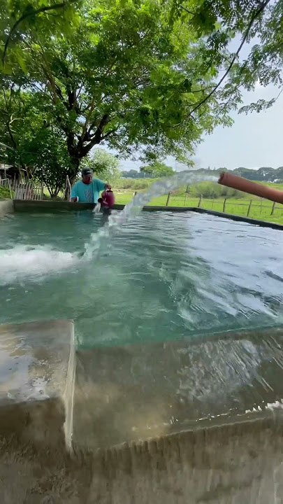 DIY SWIMMING POOL #diy #swimming #swimmingpool #farm #farmlife