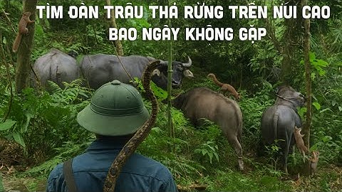 Vind buffelkuddes in het wild - Ontdek de wilde bergen en bossen