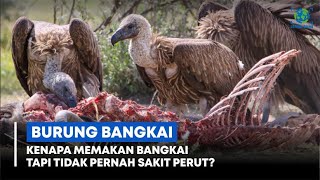 Tidak Pernah Sakit Perut ‼️ Burung Pemakan Bangkai Pencernaannya Kuat ‼️ Berikut Fakta Hidupnya