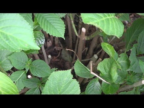 Video: Groene hortensiabloemen: waarom bloeien hortensia's groen