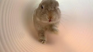 せまいトンネルの中でうさぎが迫りくる迫力映像