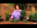 Pick the right rosemary |Trisha Shirey |Central Texas Gardener
