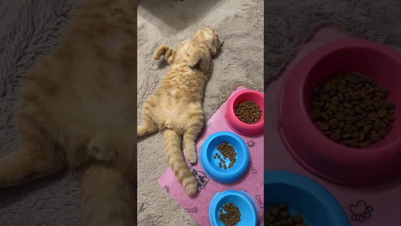 อิ่มพุงกลาง #cat #cutecat #แมว #cute #funnycats #pets #kitten #funny #แมวถังแก๊ส #meow