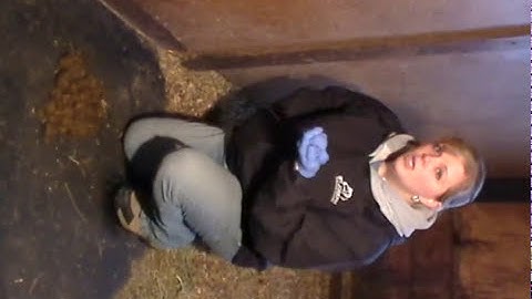 How To Collect a Fecal Sample