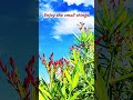 ఈ చిన్న క్షణాలు నిజమైన ఆనందం | Nature Calm Moments #NatureShorts