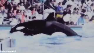 Orca ~ Sleeping with sirens {MEP FULL}