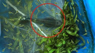 Video ini berisi tentang Cara Budidaya Ikan Lele Bagi Pemula, Kolam Terpal dan Biasa 1.) Pemilihan Bibit Lele 2.) Menentukan .... 