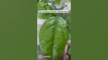 biology experiments at home#biology#stomata#oxygen#photosynthesis#plants