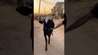 #masaallah 500kg ball #sarmadmustafa #cattleworld #qurbanvlogs #unfrezzmyaccount