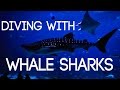 We went scuba diving with whale sharks | Georgia Aquarium, Atlanta