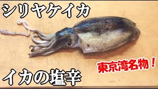 シリヤケイカを釣って塩辛を作る 捌き方解説 コウイカに似て非なる東京湾名物のシリヤケイカ 刺身盛り合わせ バター焼き 東扇島西公園産 Youtube