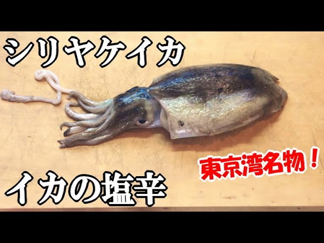 シリヤケイカを釣って塩辛を作る 捌き方解説 コウイカに似て非なる東京湾名物のシリヤケイカ 刺身盛り合わせ バター焼き 東扇島西公園産 Youtube