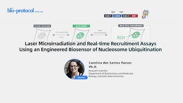 Laser Microirradiation and Real-time Recruitment Assays Using an Engineered Biosensor of...