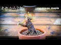 【YMJ11】２年徒長させると大きな傷でも巻くのか、現状を確認してみたmini bonsai Japanese maple