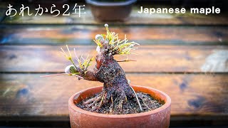 【YMJ11】２年徒長させると大きな傷でも巻くのか、現状を確認してみたmini bonsai Japanese maple