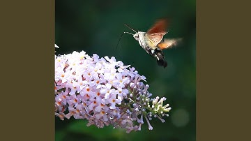 Thumbnail of When east meets west