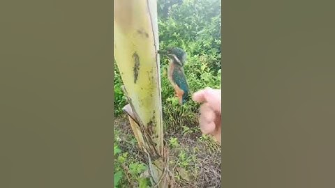 Cute small bird stuck in Banana Tree #shorts