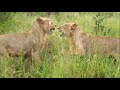 Young Male Lions Play Fighting (Mbiri Pride)