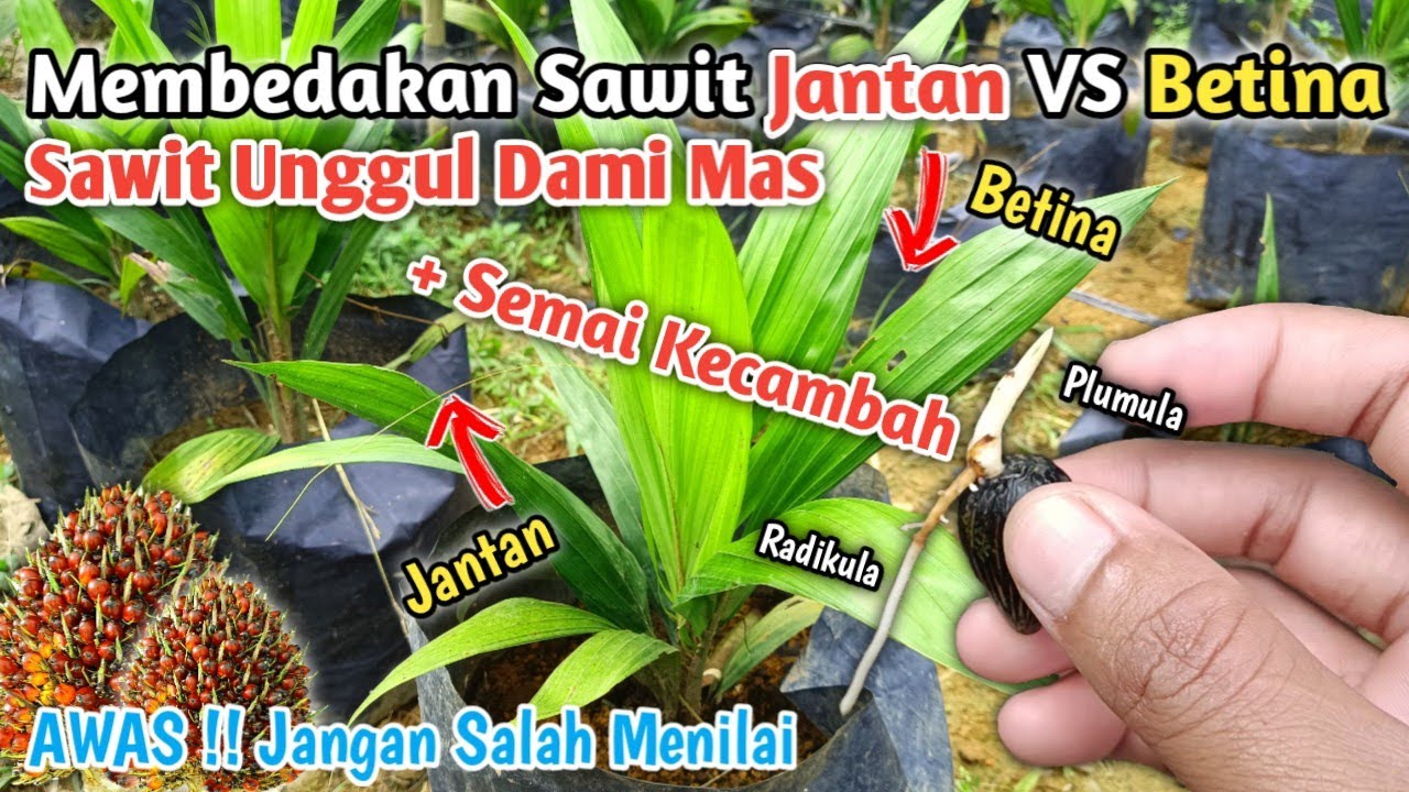 Cara Membedakan Kelapa Sawit Jantan dan Sawit Betina + Cara Semai ...