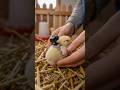 POV: Life as a Baby Chick 🐤#shorts
